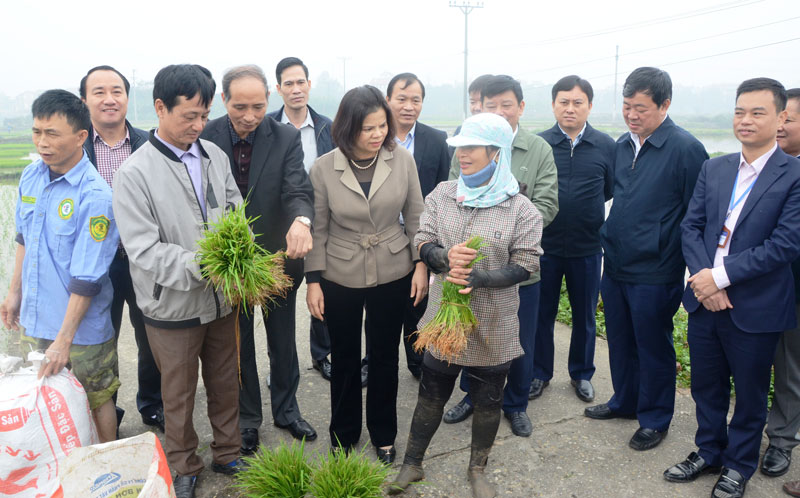 Chủ tịch UBND tỉnh kiểm tra tình hình sản xuất nông nghiệp tại huyện Tiên Du
