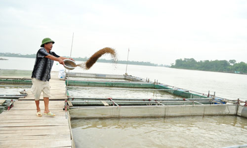 Tân Lạc phát triển sản xuất cá lồng bè trên vùng hồ thủy điện Hòa Bình